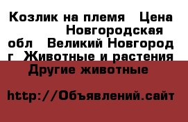 Козлик на племя › Цена ­ 3 000 - Новгородская обл., Великий Новгород г. Животные и растения » Другие животные   